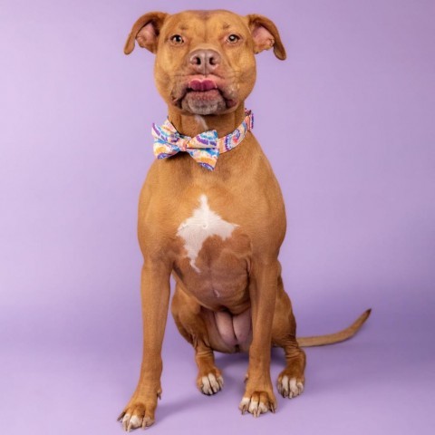 Sahara Desert Queen, an adoptable Vizsla, Pit Bull Terrier in Houston, TX, 77070 | Photo Image 1