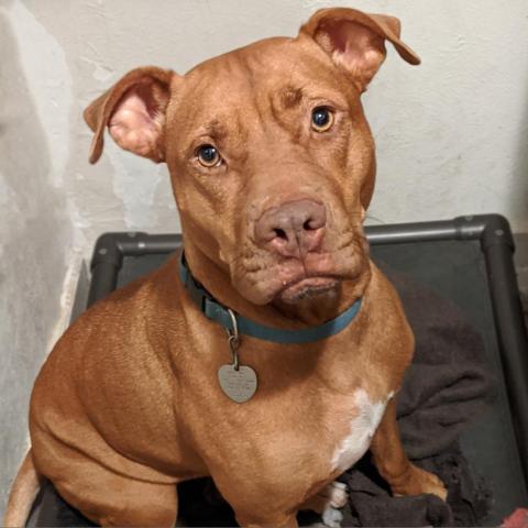 Sahara Desert Queen, an adoptable Vizsla, Pit Bull Terrier in Houston, TX, 77070 | Photo Image 2