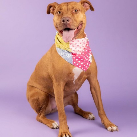 Sahara Desert Queen, an adoptable Vizsla, Pit Bull Terrier in Houston, TX, 77070 | Photo Image 2