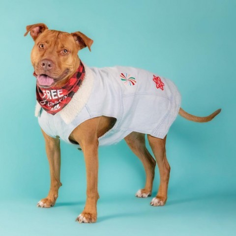 Sahara Desert Queen, an adoptable Vizsla, Pit Bull Terrier in Houston, TX, 77070 | Photo Image 3