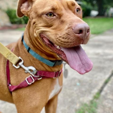 Sahara Desert Queen, an adoptable Vizsla, Pit Bull Terrier in Houston, TX, 77070 | Photo Image 3