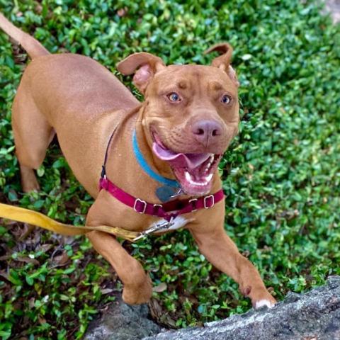 Sahara Desert Queen, an adoptable Vizsla, Pit Bull Terrier in Houston, TX, 77070 | Photo Image 4