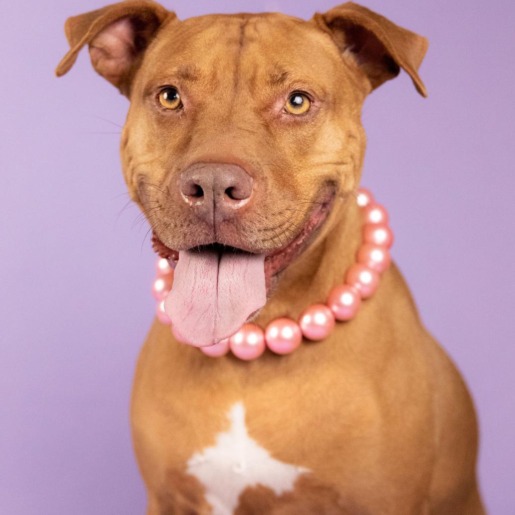 Sahara Desert Queen, an adoptable Vizsla, Pit Bull Terrier in Houston, TX, 77070 | Photo Image 4