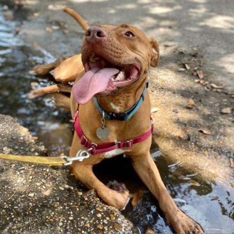 Sahara Desert Queen, an adoptable Vizsla, Pit Bull Terrier in Houston, TX, 77070 | Photo Image 5