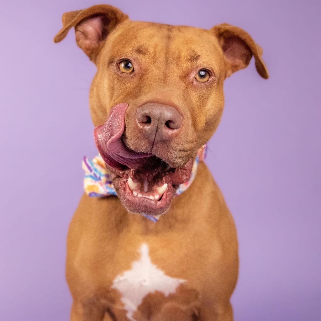 Sahara Desert Queen, an adoptable Vizsla, Pit Bull Terrier in Houston, TX, 77070 | Photo Image 5