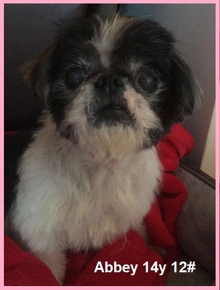 Abbey - Resident Angel  (Permanent Foster)  , an adoptable Shih Tzu in Quentin, PA, 17083 | Photo Image 2