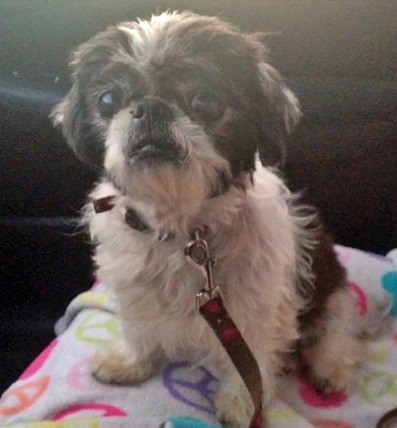Abbey - Resident Angel  (Permanent Foster)  , an adoptable Shih Tzu in Quentin, PA, 17083 | Photo Image 3