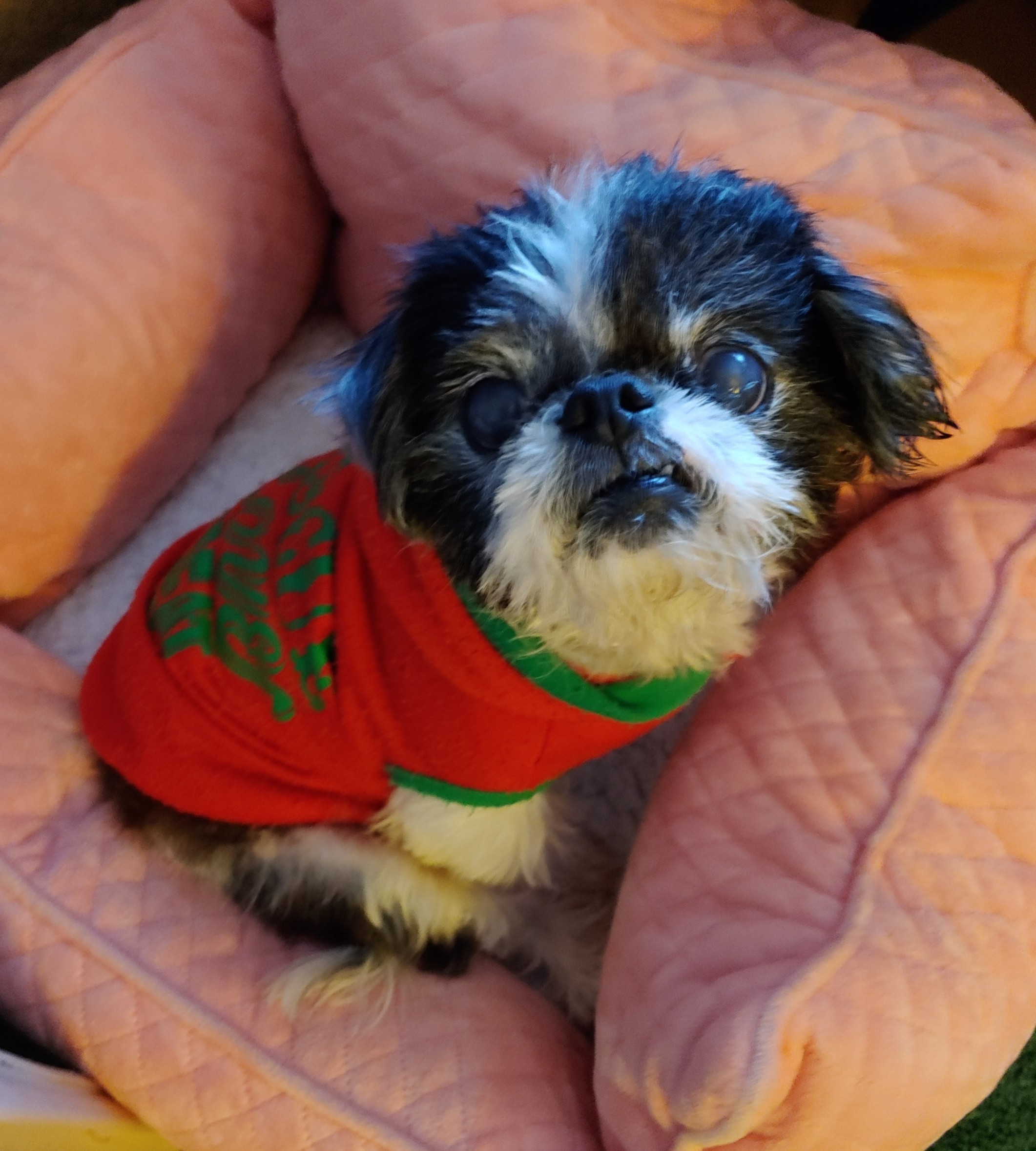 Abbey - Resident Angel  (Permanent Foster)  , an adoptable Shih Tzu in Quentin, PA, 17083 | Photo Image 1