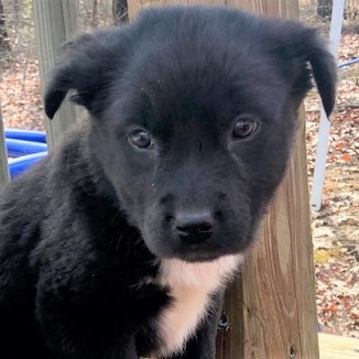 Dog For Adoption Taffeta A Black Labrador Retriever German