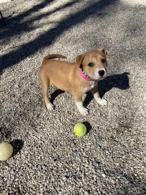 Dogs For Adoption Near Oxford Ma Petfinder