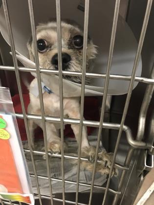 Dog For Adoption Heron A Yorkshire Terrier Shih Tzu Mix In