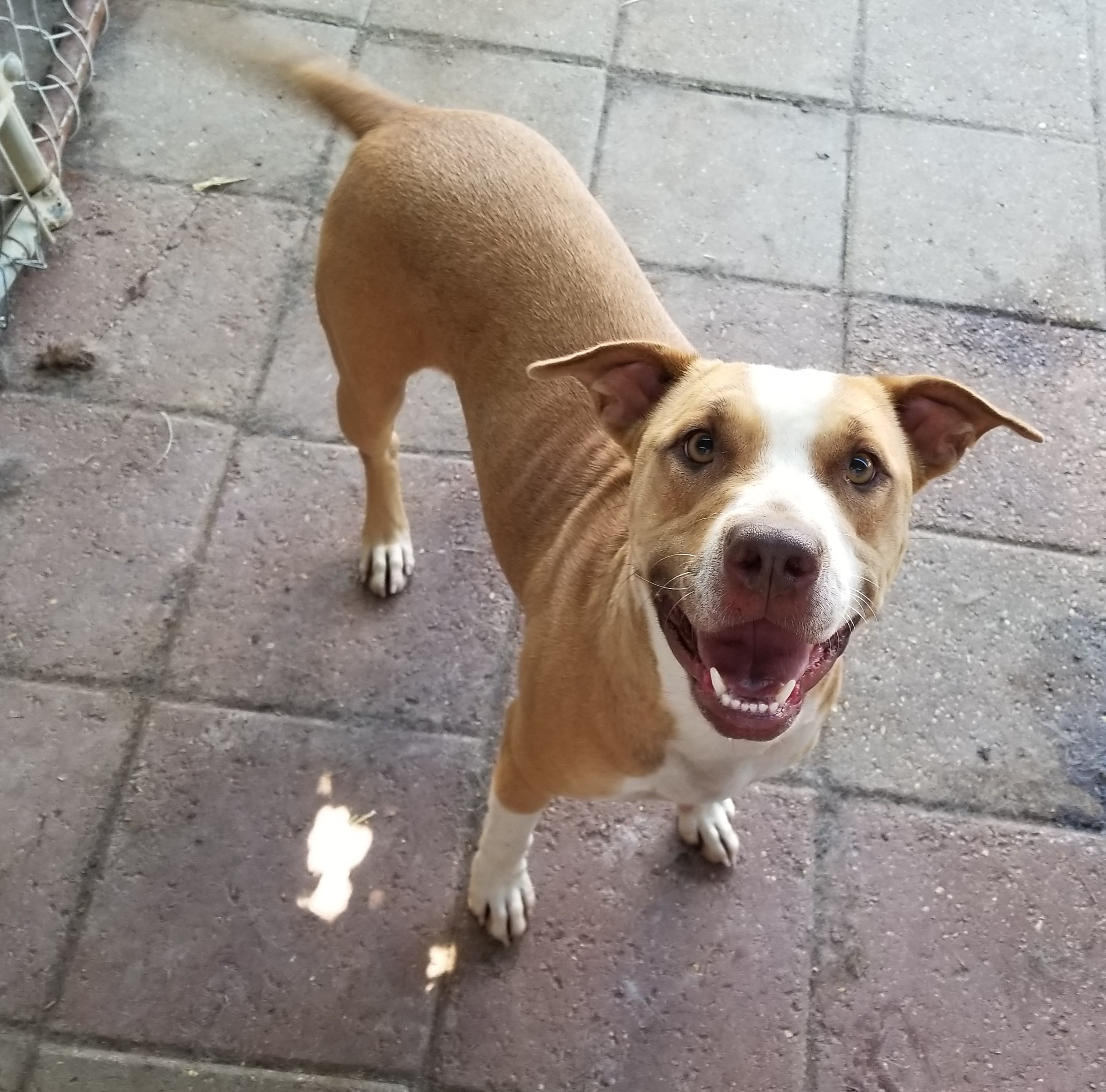 Avril, an adoptable Mixed Breed in Boaz, AL, 35957 | Photo Image 1