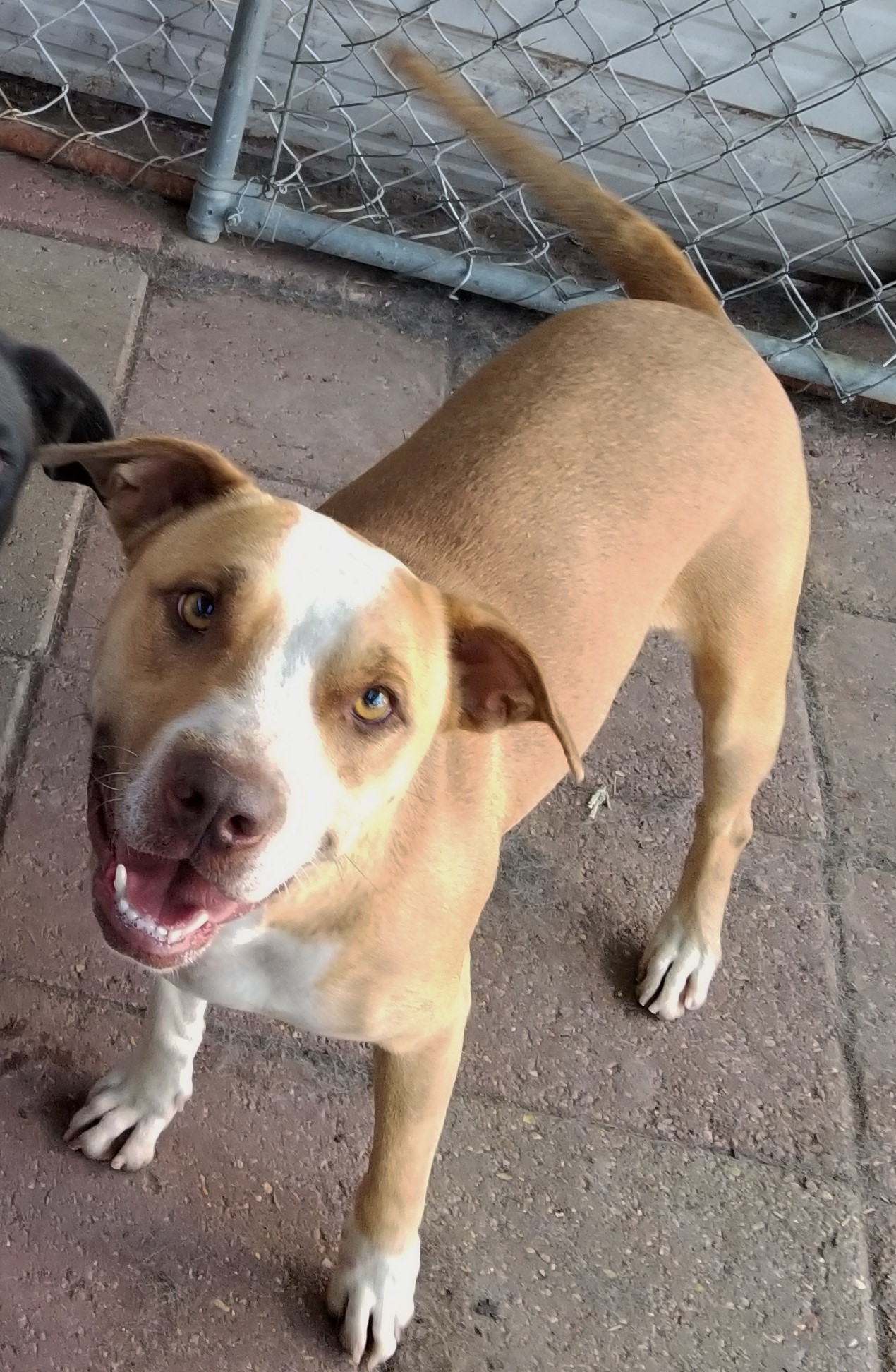 Avril, an adoptable Mixed Breed in Boaz, AL, 35957 | Photo Image 2