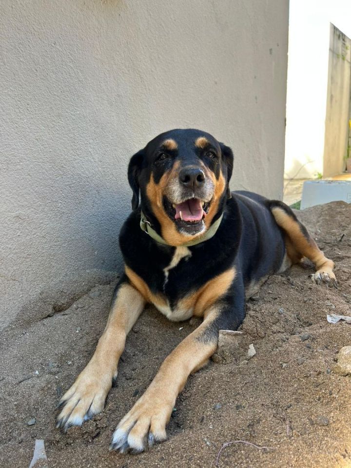 Perla, an adoptable Rottweiler Mix in Loiza, PR_image-3