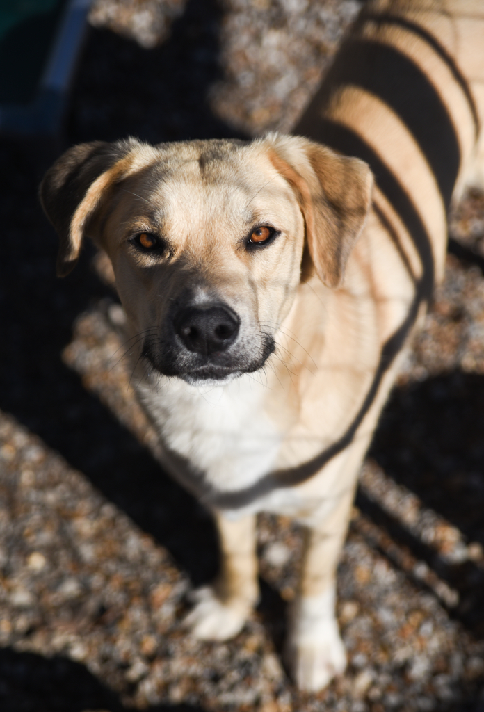 Waffles, an adoptable Labrador Retriever in Chattanooga, TN, 37415 | Photo Image 2