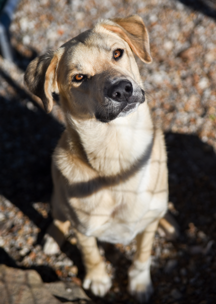 Waffles, an adoptable Labrador Retriever in Chattanooga, TN, 37415 | Photo Image 4