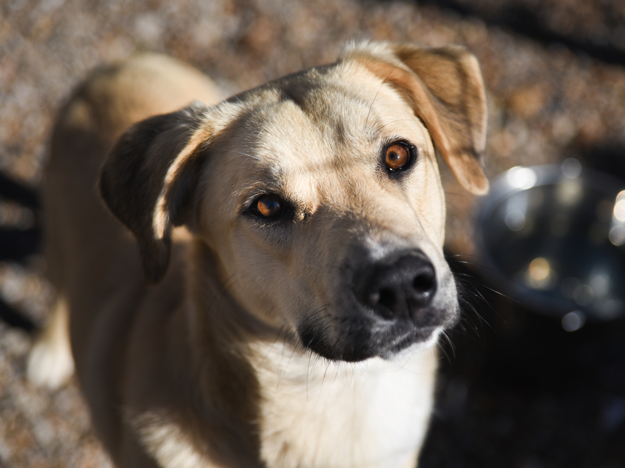 Waffles, an adoptable Labrador Retriever in Chattanooga, TN, 37415 | Photo Image 6