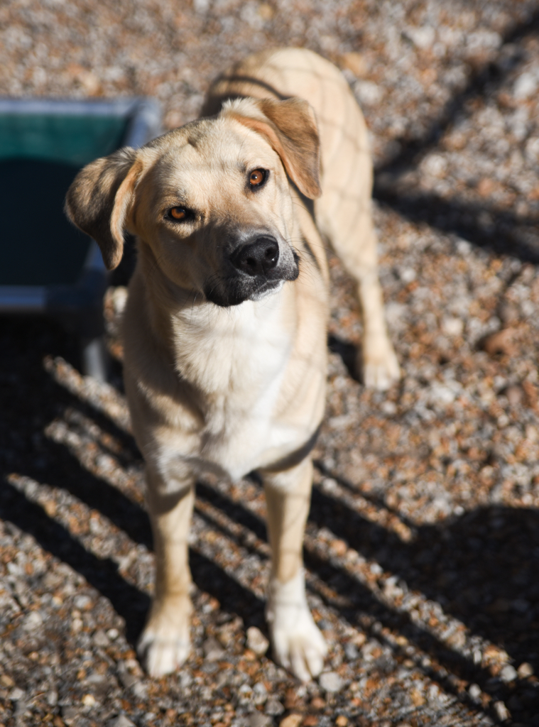 Waffles, an adoptable Labrador Retriever in Chattanooga, TN, 37415 | Photo Image 8