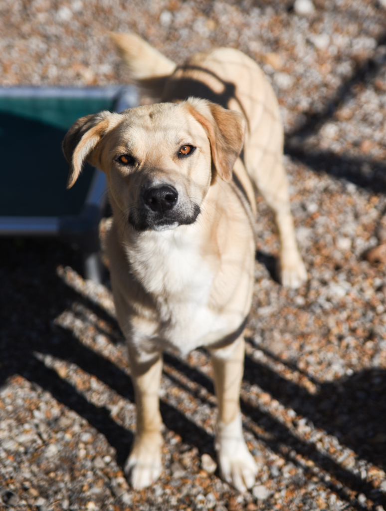 Waffles, an adoptable Labrador Retriever in Chattanooga, TN, 37415 | Photo Image 10