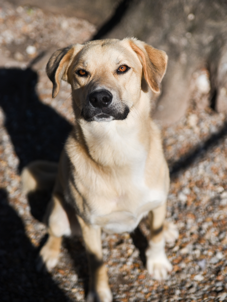 Waffles, an adoptable Labrador Retriever in Chattanooga, TN, 37415 | Photo Image 12