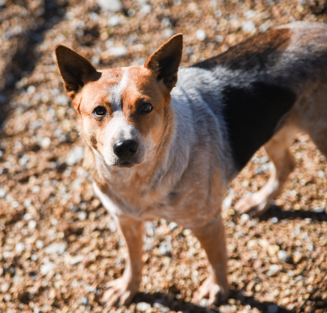 Honey, an adoptable Australian Cattle Dog / Blue Heeler in Chattanooga, TN, 37415 | Photo Image 2