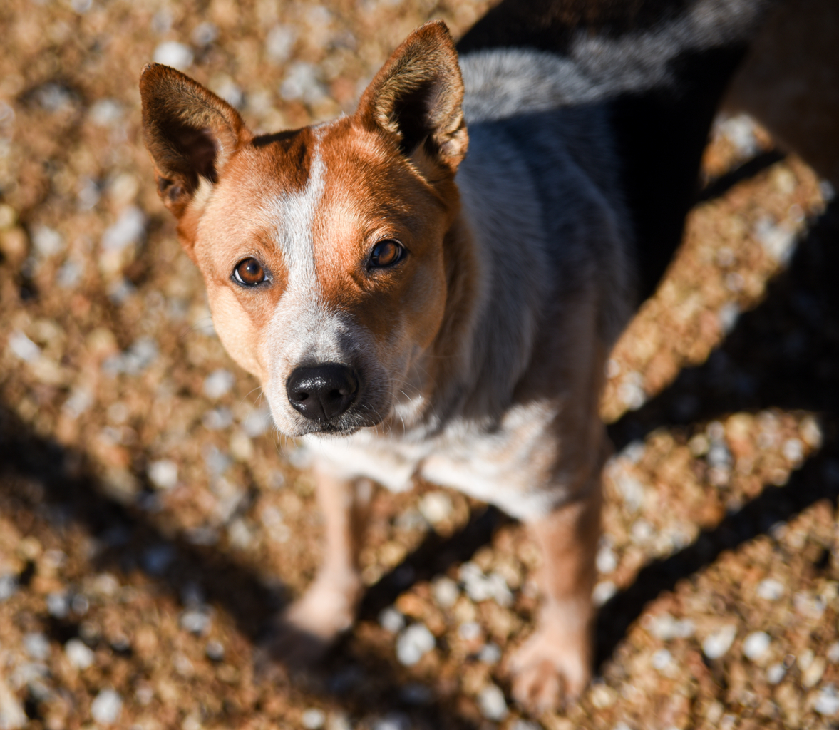 Honey, an adoptable Australian Cattle Dog / Blue Heeler in Chattanooga, TN, 37415 | Photo Image 3