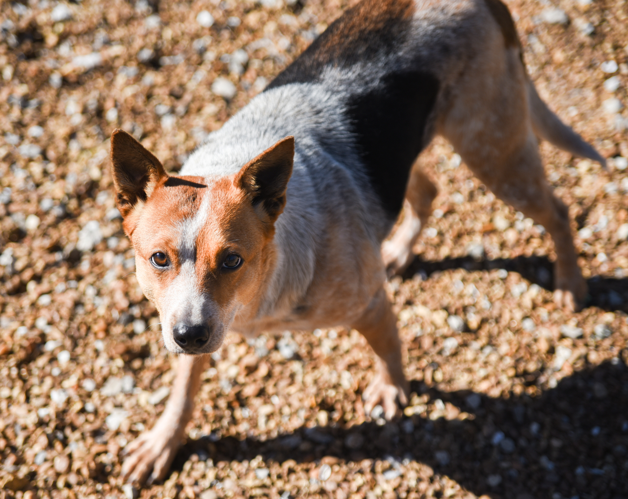 Honey, an adoptable Australian Cattle Dog / Blue Heeler in Chattanooga, TN, 37415 | Photo Image 4