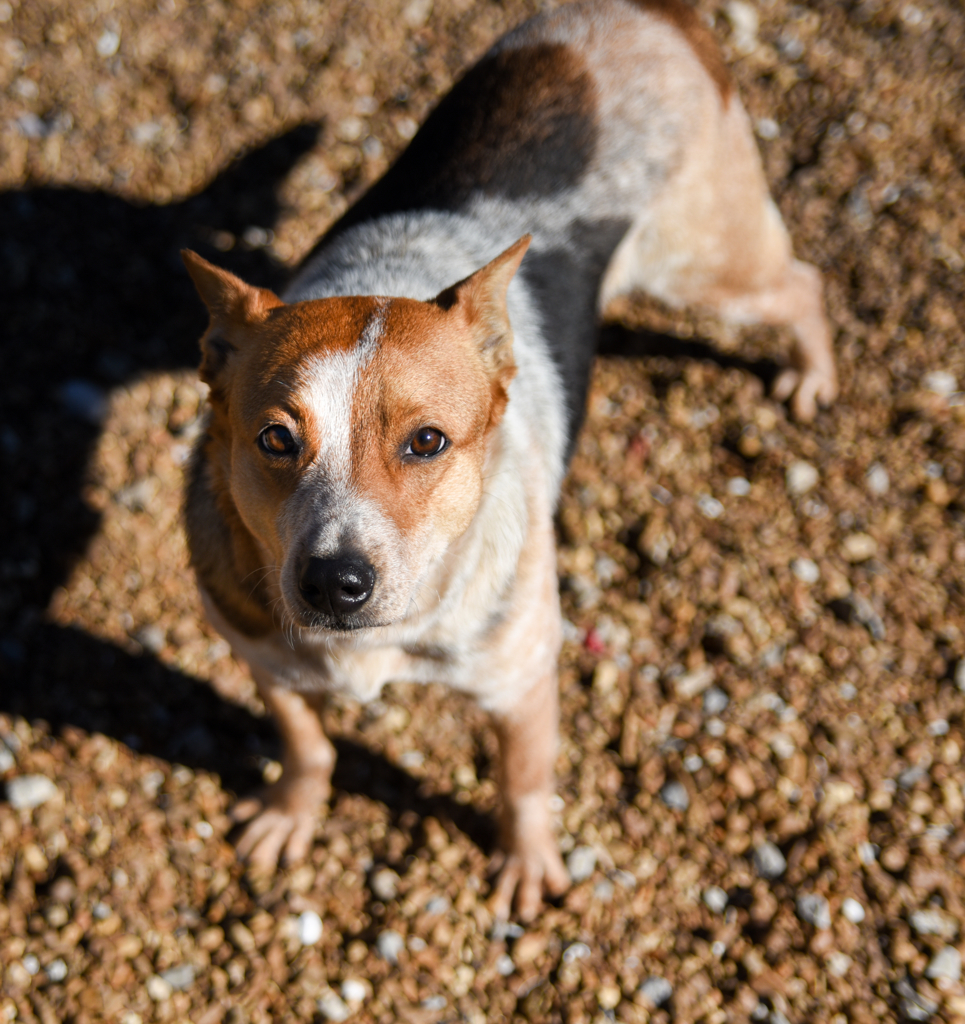 Honey, an adoptable Australian Cattle Dog / Blue Heeler in Chattanooga, TN, 37415 | Photo Image 5
