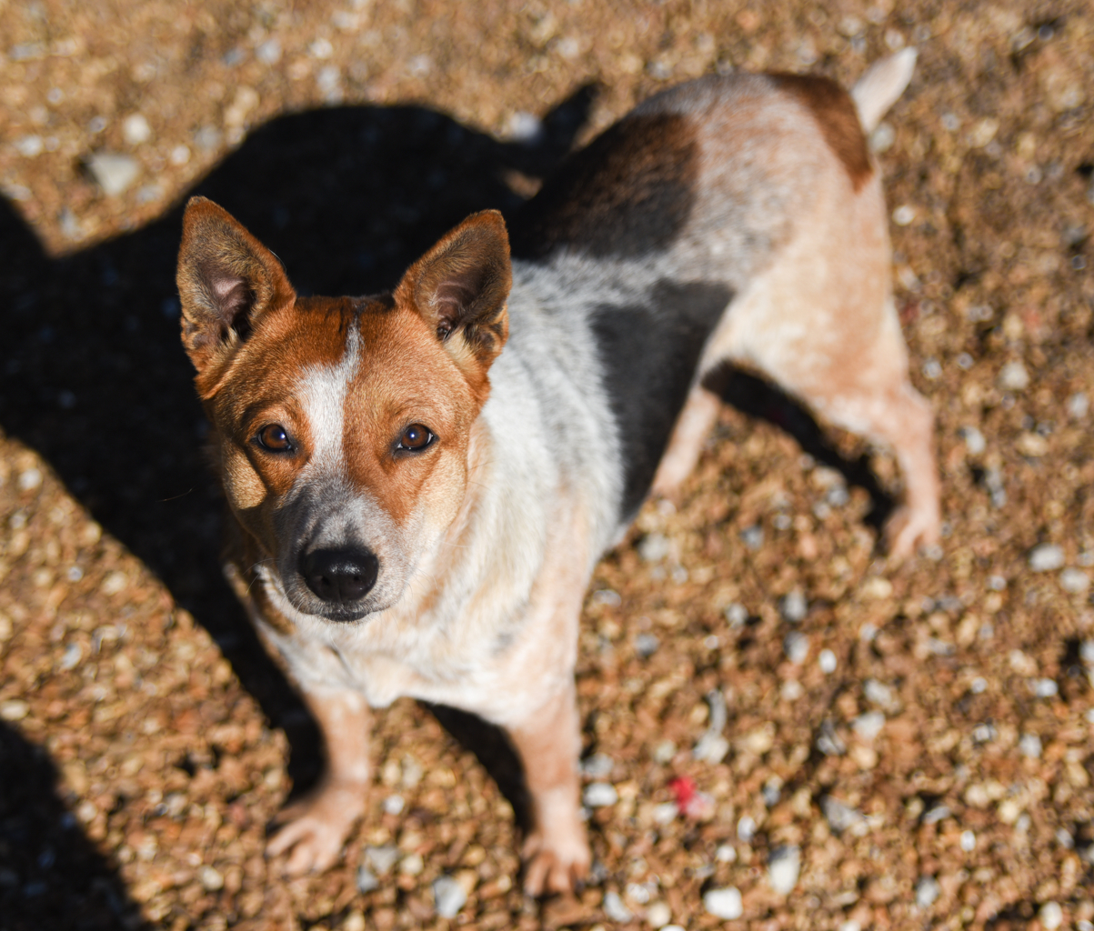 Honey, an adoptable Australian Cattle Dog / Blue Heeler in Chattanooga, TN, 37415 | Photo Image 1