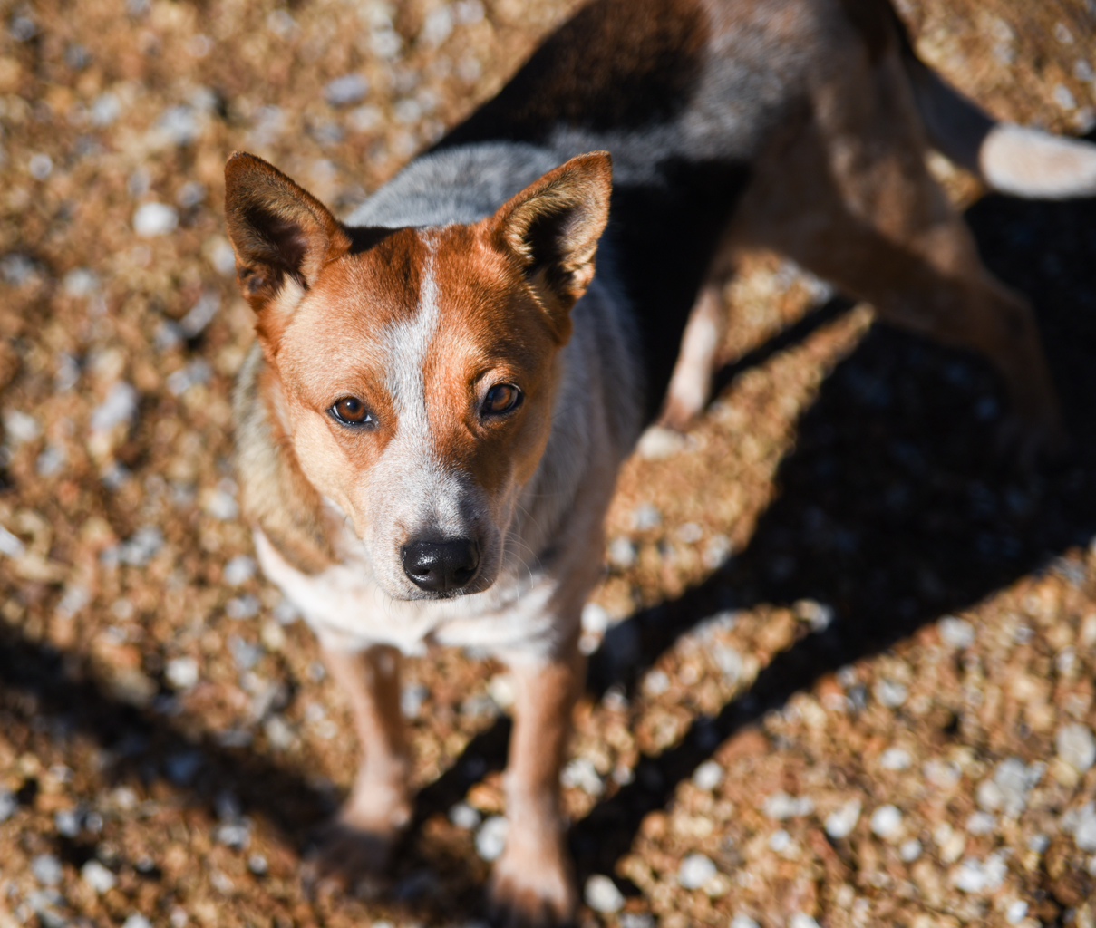 Honey, an adoptable Australian Cattle Dog / Blue Heeler in Chattanooga, TN, 37415 | Photo Image 6