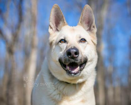 Bella Lynn, an adoptable German Shepherd Dog, Husky in Reisterstown, MD, 21136 | Photo Image 1
