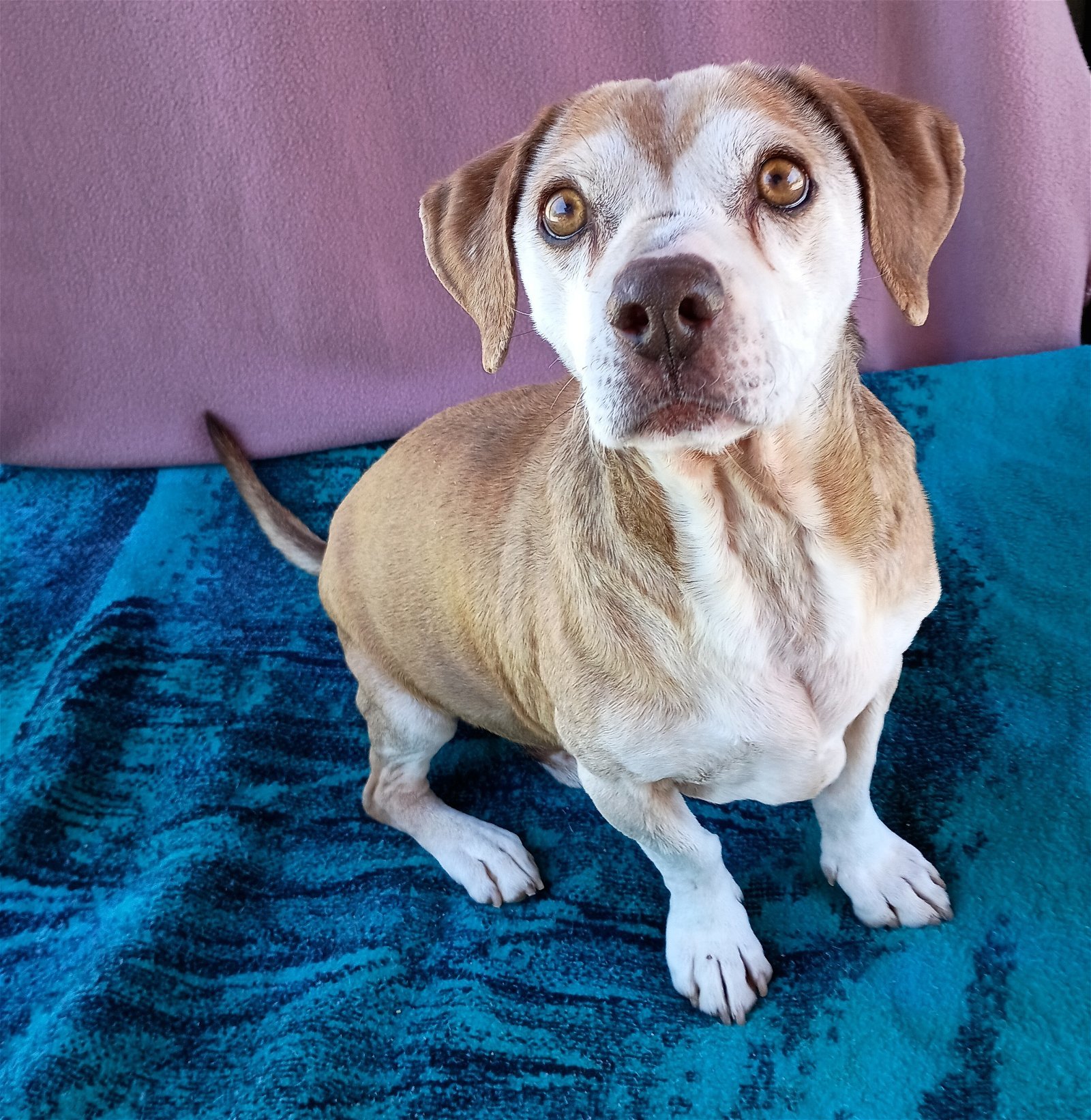Max Lucas -, an adoptable Beagle in Apple Valley, CA, 92307 | Photo Image 1