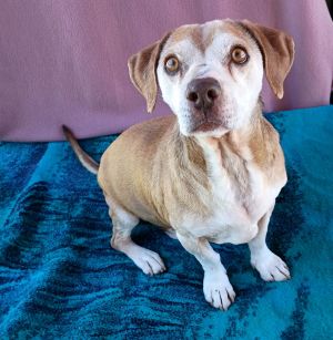Max Lucas -, Senior Male Beagle