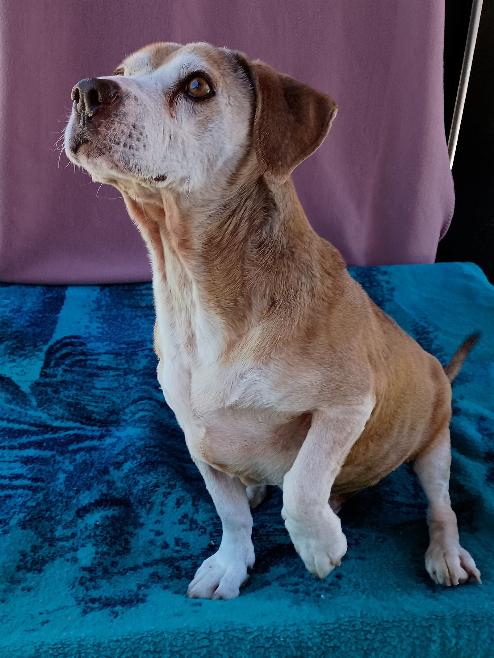Max Lucas -, an adoptable Beagle in Apple Valley, CA, 92307 | Photo Image 2
