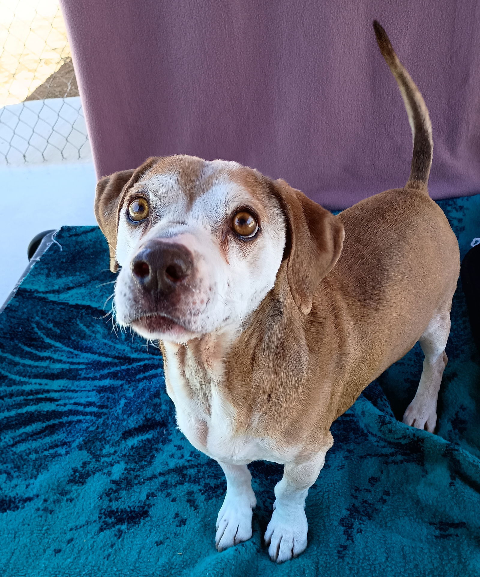 Max Lucas -, an adoptable Beagle in Apple Valley, CA, 92307 | Photo Image 3