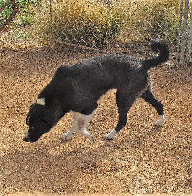 Doll- adopted 2-24-24 with Julio!, an adoptable Australian Cattle Dog / Blue Heeler in Apple Valley, CA, 92307 | Photo Image 2