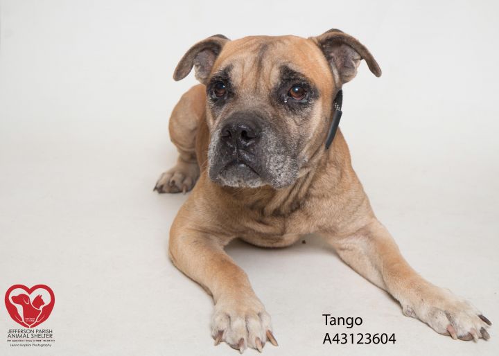Tango, the giant mush ball 2