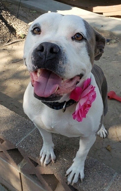ROXIE, an adopted American Staffordshire Terrier in Thousand Oaks, CA_image-2