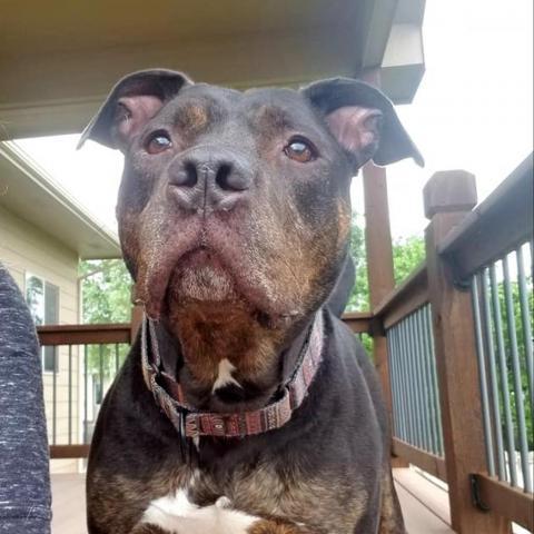 Greyson, an adoptable Pit Bull Terrier in Wichita, KS, 67278 | Photo Image 5