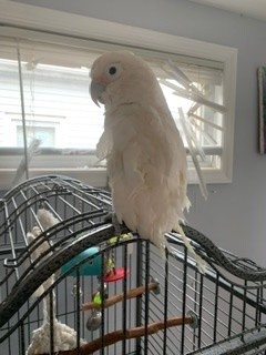 Squeech, an adopted Cockatoo in North Babylon, NY_image-1