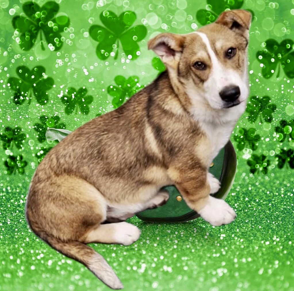 Shiloh, an adoptable Corgi, Siberian Husky in Knoxville, TN, 37924 | Photo Image 5