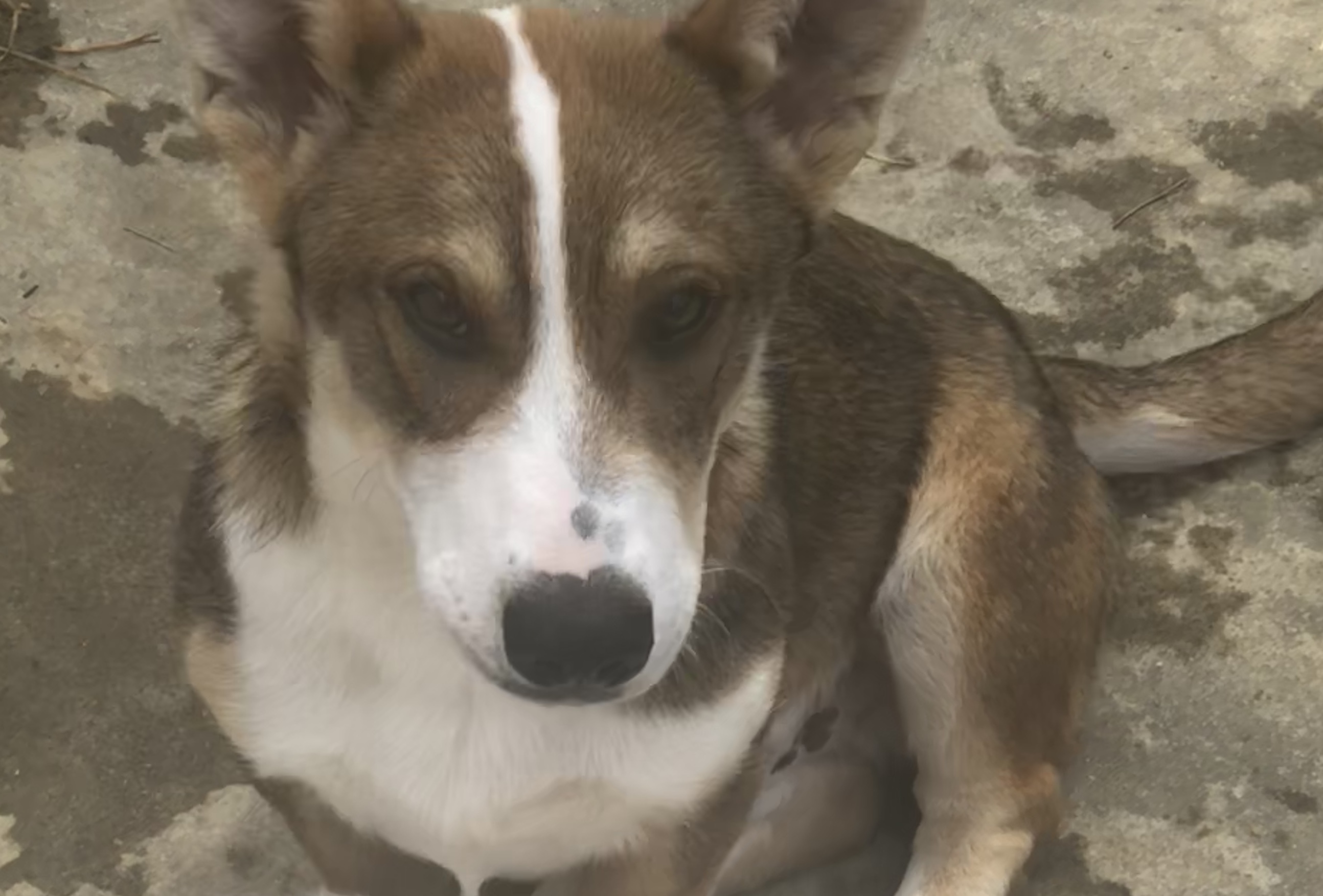 Shiloh, an adoptable Corgi, Siberian Husky in Knoxville, TN, 37924 | Photo Image 8