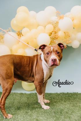 Apachie, an adoptable Pit Bull Terrier, Mixed Breed in Philadelphia, PA, 19140 | Photo Image 2