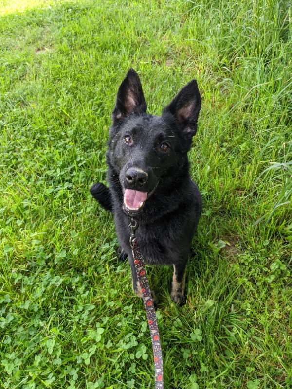 Crystal Symphony, an adoptable English Shepherd, German Shepherd Dog in Louisville, KY, 40243 | Photo Image 1