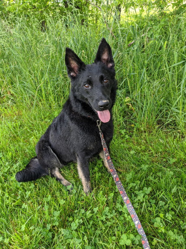 Crystal Symphony, an adoptable English Shepherd, German Shepherd Dog in Louisville, KY, 40243 | Photo Image 2