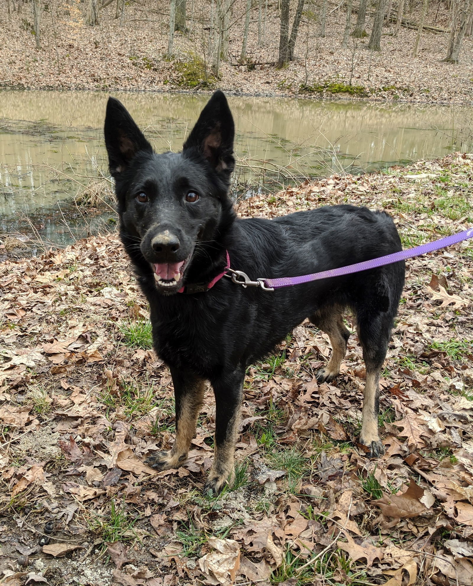 Crystal Symphony, an adoptable English Shepherd, German Shepherd Dog in Louisville, KY, 40243 | Photo Image 3