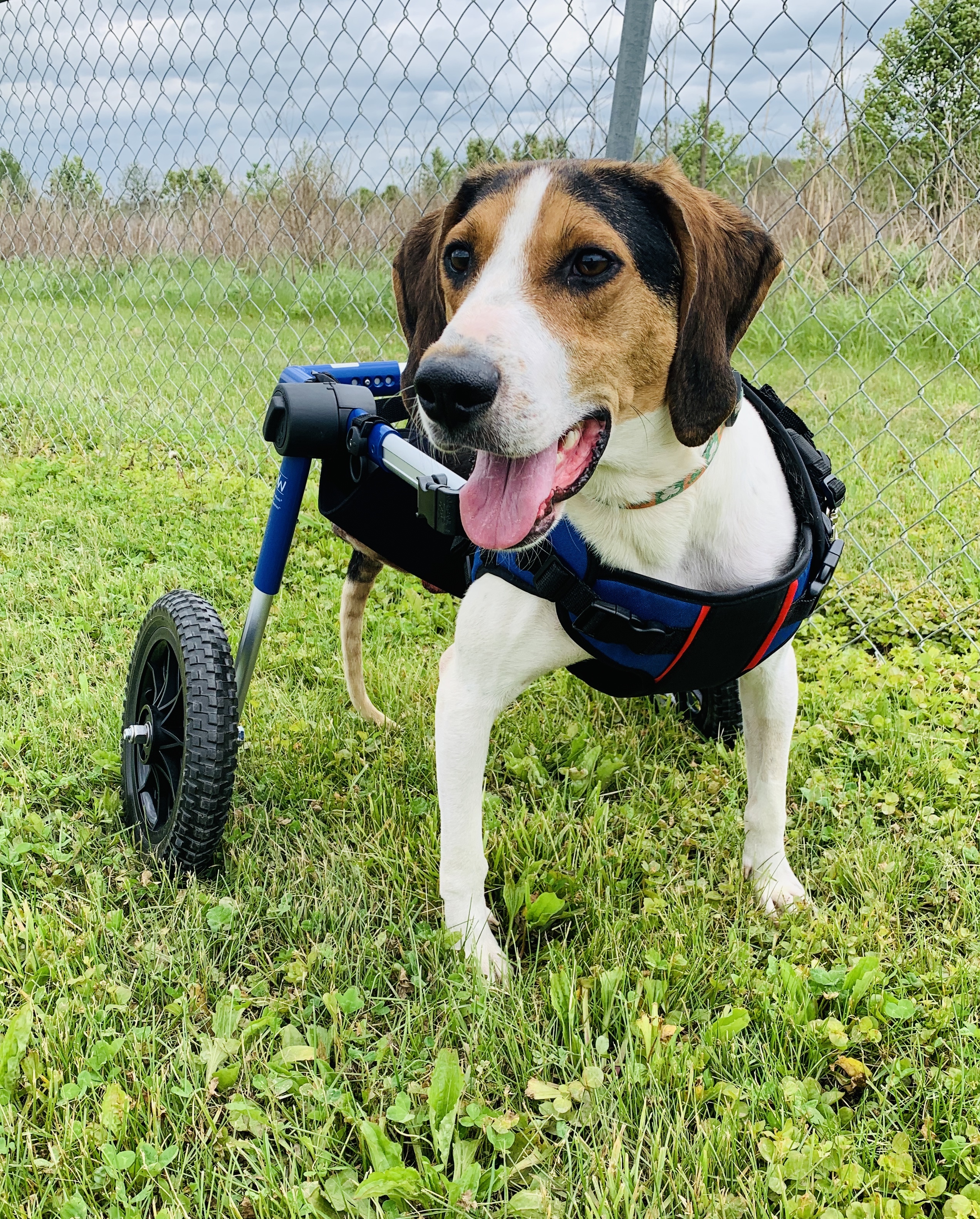 Lucky, an adoptable Treeing Walker Coonhound, Coonhound in Florence, KY, 41042 | Photo Image 1