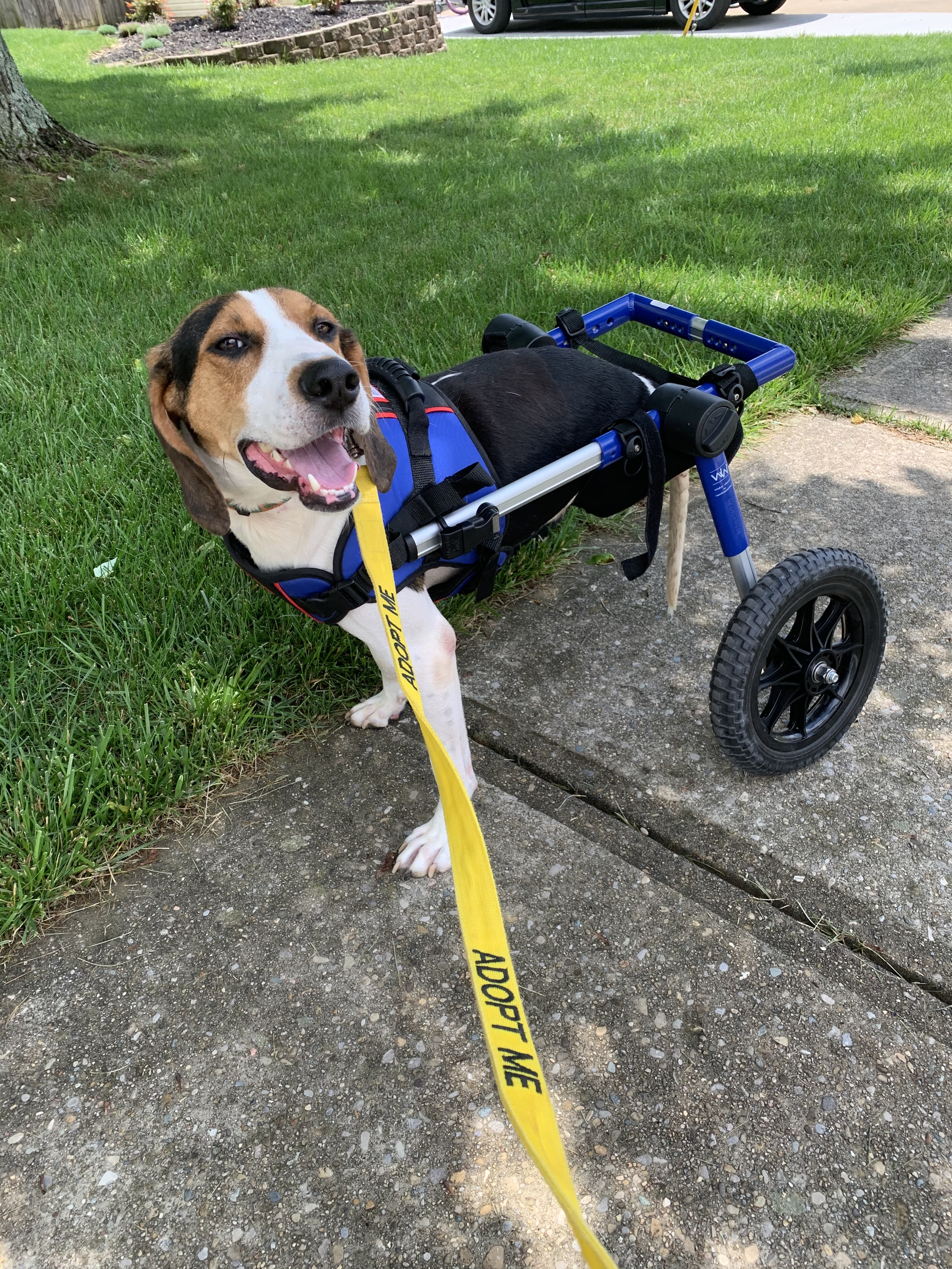 Lucky, an adoptable Treeing Walker Coonhound, Coonhound in Florence, KY, 41042 | Photo Image 2