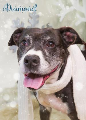 Diamond, an adoptable Pit Bull Terrier, Mixed Breed in Philadelphia, PA, 19140 | Photo Image 1