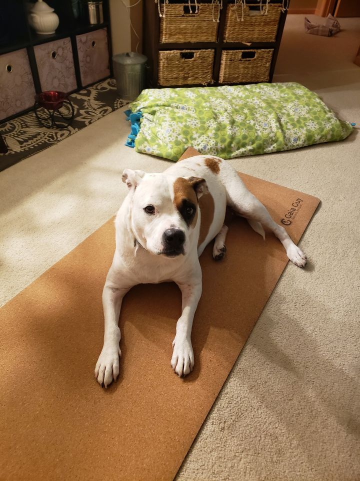 Scarlett, an adoptable American Bulldog Mix in Cedar Rapids, IA_image-2